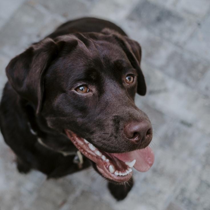 Corporate client testimonial